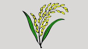 How the rice ear became the symbol of BNP