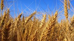 Bangladesh's grain market is being taken over by the United States