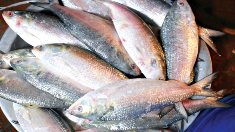Traders are not sending hilsa to India for fear of losses