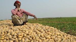Government did not purchase potatoes despite announcement